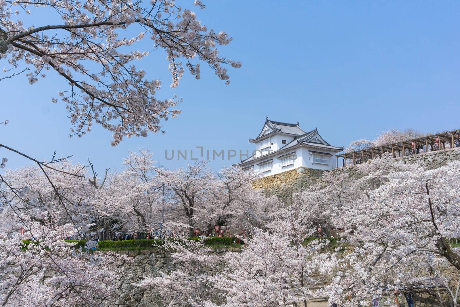 Tsuyama Castle was built about 400 years ago. It has been selected as one of Japan’s top 100 castles and has earned a spot as one of Japan’s top 100 cherry blossom sites. The Tsuyama Cherry Blossom  gives visitors the chance to experience the park’s 1,000 trees.
