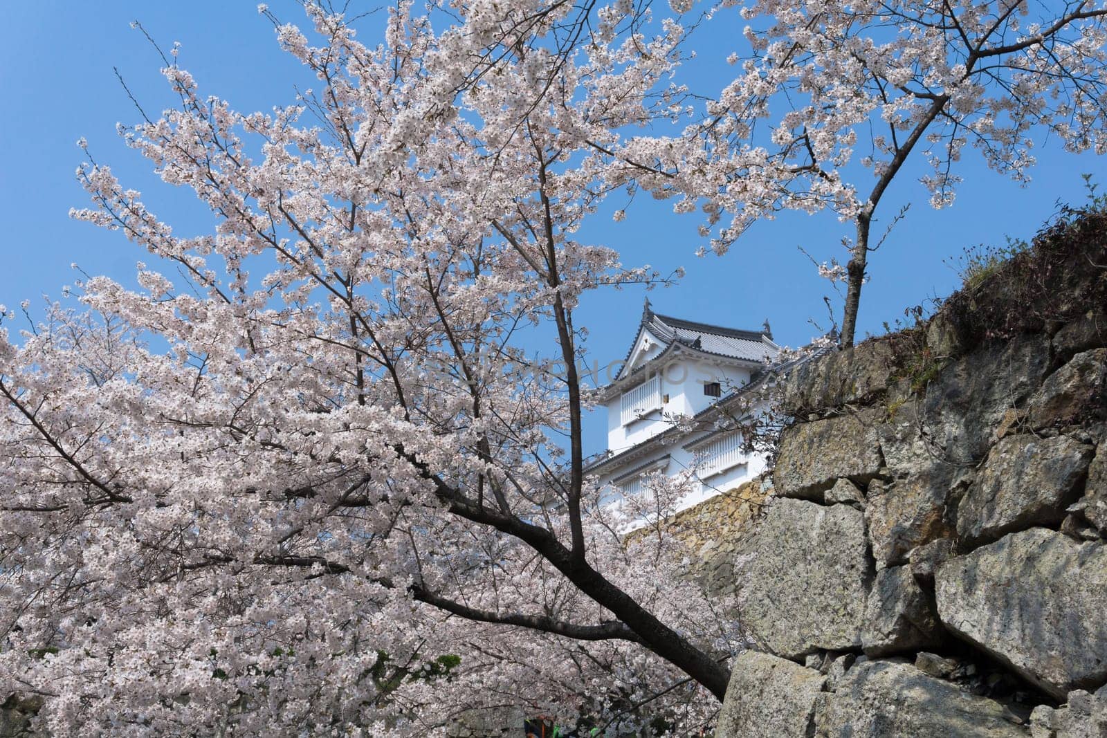 Tsuyama Castle was built about 400 years ago. It has been selected as one of Japan’s top 100 castles and has earned a spot as one of Japan’s top 100 cherry blossom sites. The Tsuyama Cherry Blossom  gives visitors the chance to experience the park’s 1,000 trees.