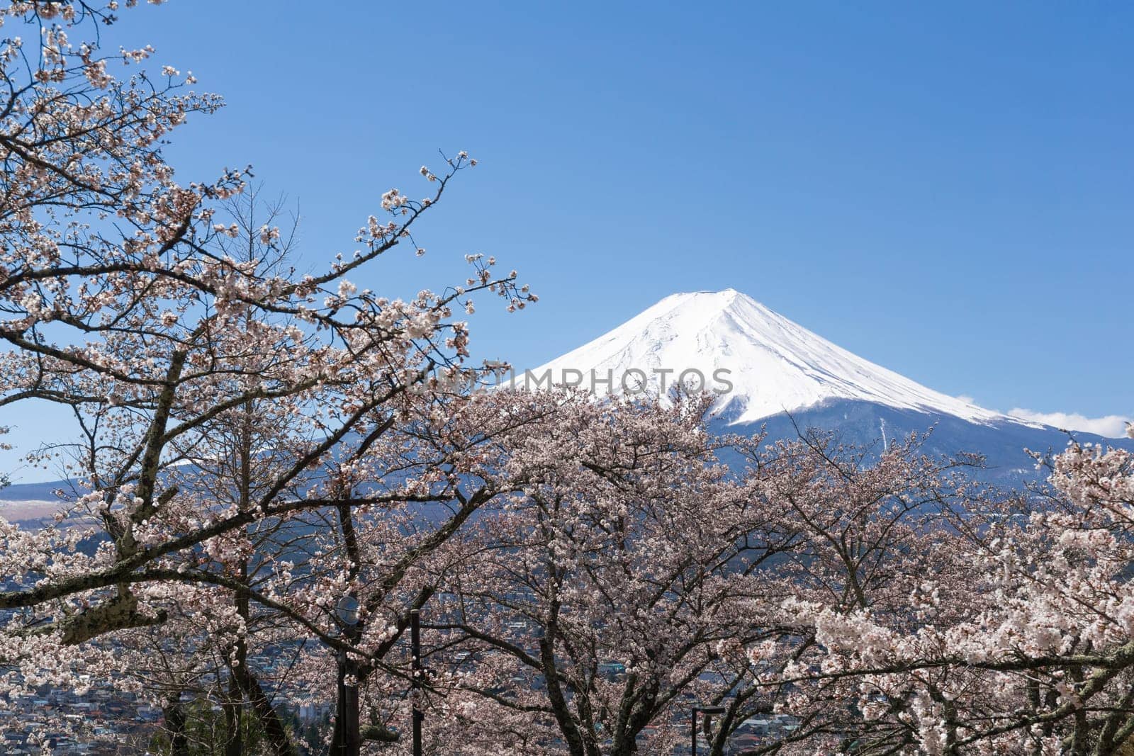 Northern Shores of Kawaguchiko where cherry trees are planted for 1.2km along the lake and Chureito Pagoda are the most scenic views can be captured cherry blossoms and Mt.Fuji.
