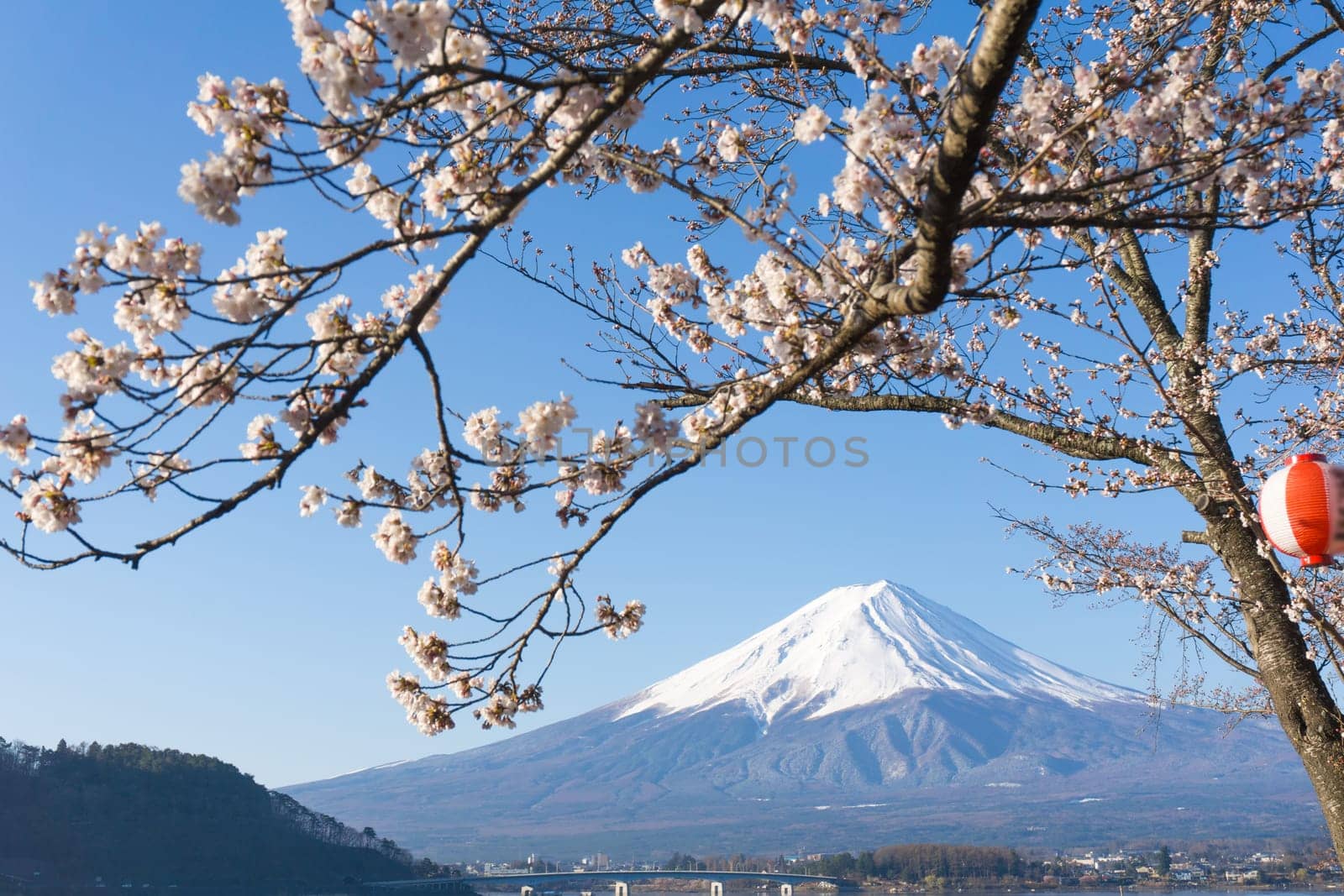 Northern Shores of Kawaguchiko where cherry trees are planted for 1.2km along the lake and Chureito Pagoda are the most scenic views can be captured cherry blossoms and Mt.Fuji.