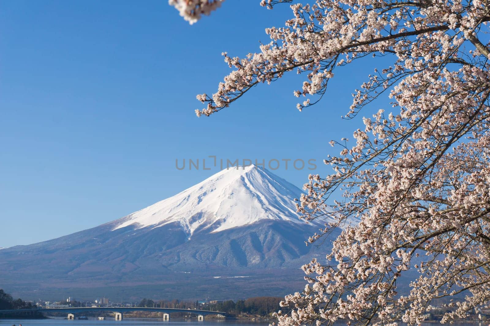 Northern Shores of Kawaguchiko where cherry trees are planted for 1.2km along the lake and Chureito Pagoda are the most scenic views can be captured cherry blossoms and Mt.Fuji.
