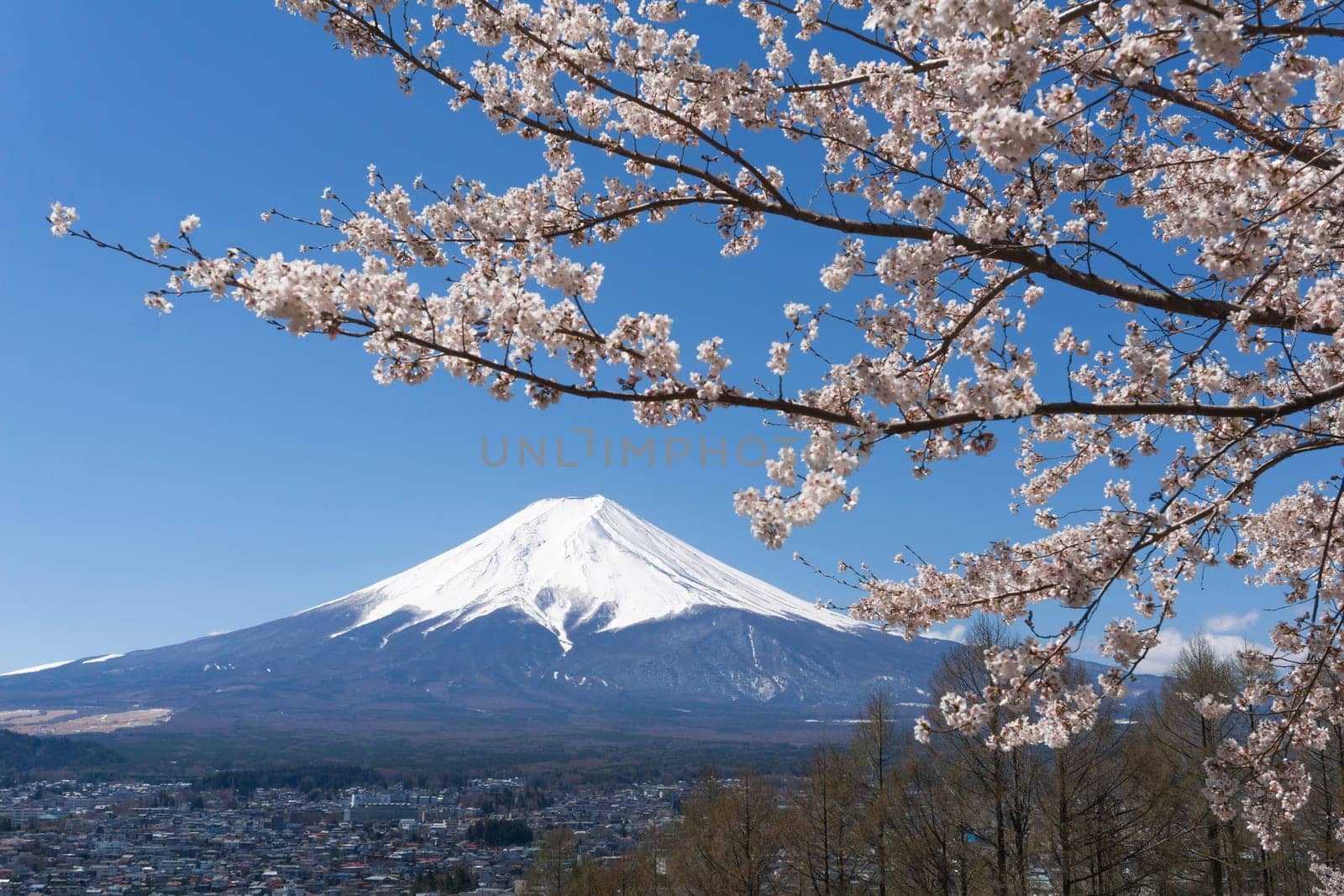 Northern Shores of Kawaguchiko where cherry trees are planted for 1.2km along the lake and Chureito Pagoda are the most scenic views can be captured cherry blossoms and Mt.Fuji.