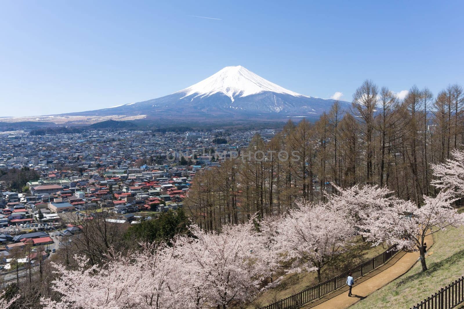 Northern Shores of Kawaguchiko where cherry trees are planted for 1.2km along the lake and Chureito Pagoda are the most scenic views can be captured cherry blossoms and Mt.Fuji.