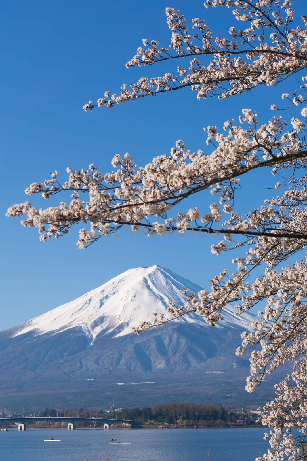 Northern Shores of Kawaguchiko where cherry trees are planted for 1.2km along the lake and Chureito Pagoda are the most scenic views can be captured cherry blossoms and Mt.Fuji.