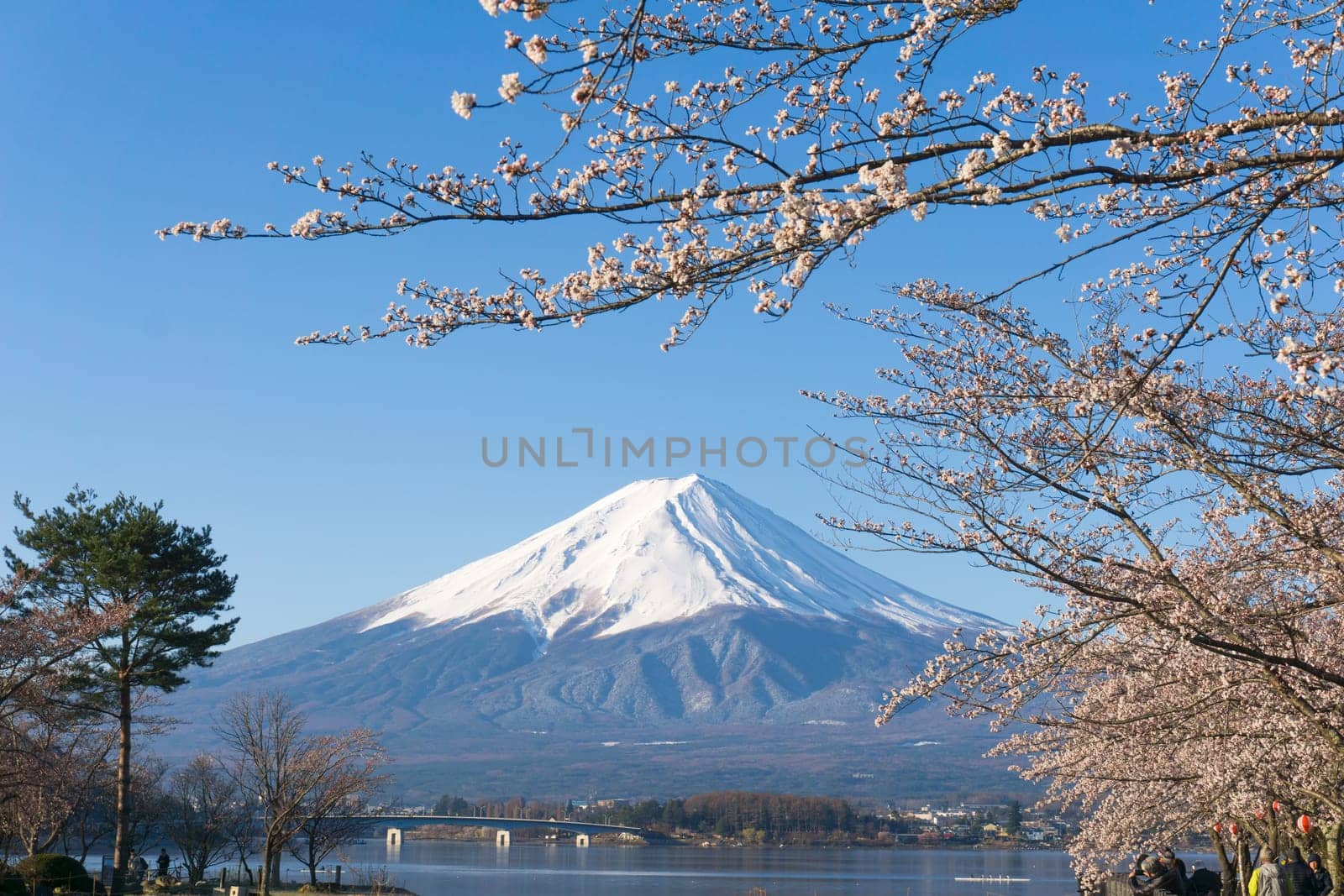Northern Shores of Kawaguchiko where cherry trees are planted for 1.2km along the lake and Chureito Pagoda are the most scenic views can be captured cherry blossoms and Mt.Fuji.