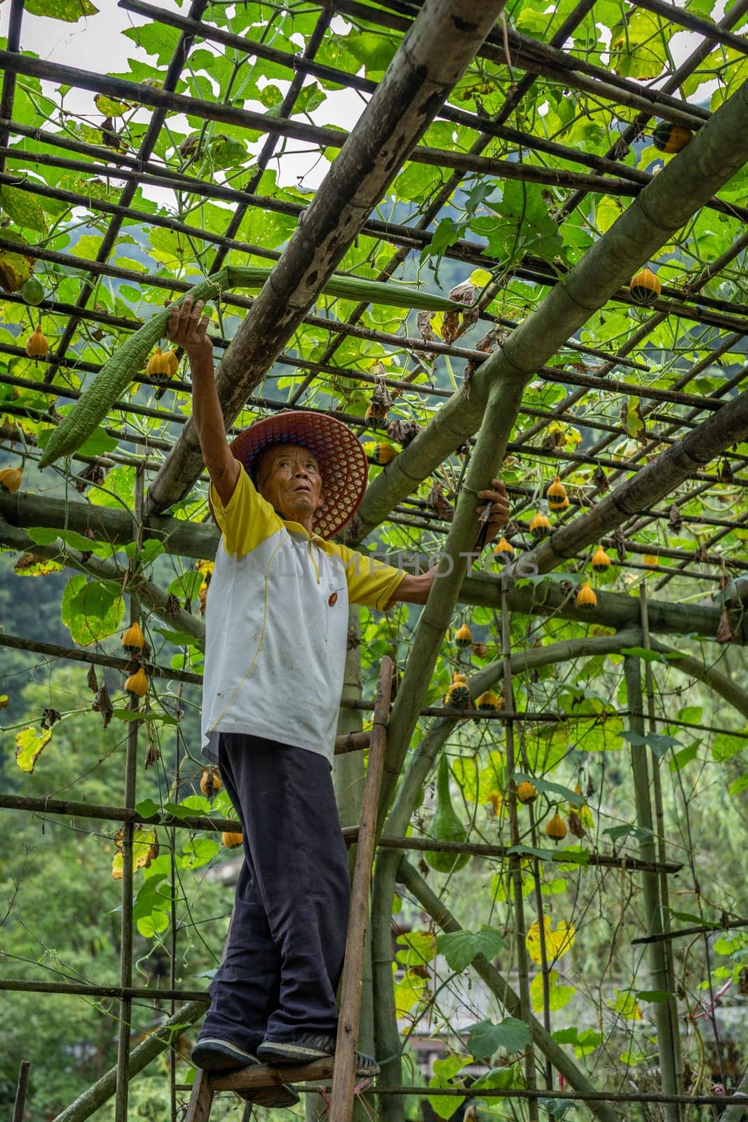 Wullingyuan, China -  August 2019 : Chinese old man collecting Luffa gourd vegetable, also known as Snake Gourd, growing high in agriculture countryside farm