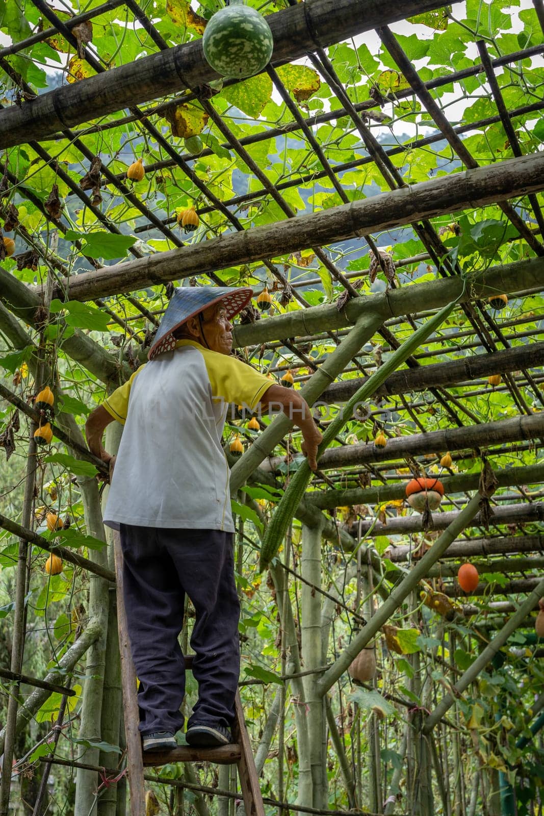 Wullingyuan, China -  August 2019 : Chinese old man collecting Luffa gourd vegetable, also known as Snake Gourd, growing high in agriculture countryside farm
