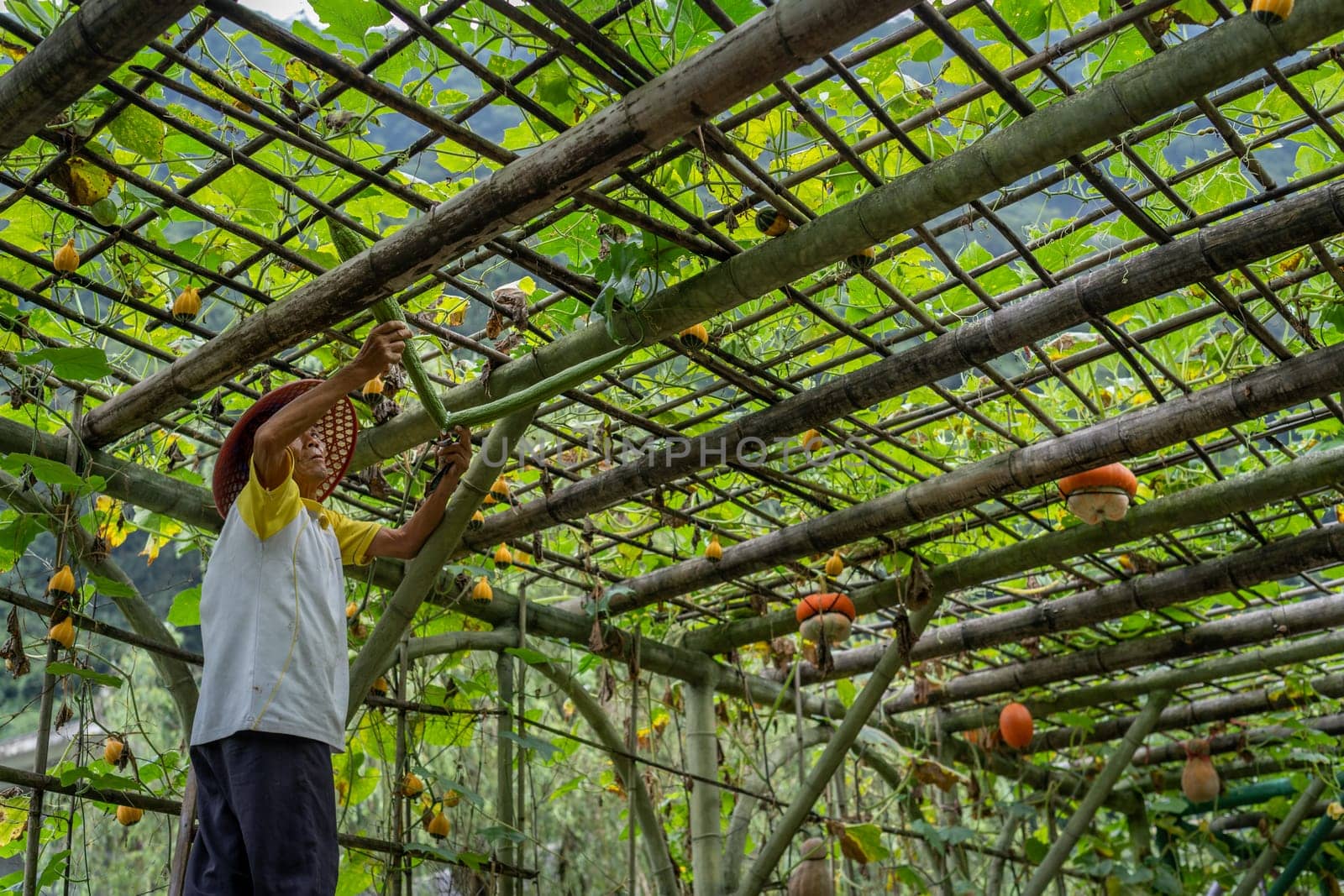 Wullingyuan, China -  August 2019 : Chinese old man collecting Luffa gourd vegetable, also known as Snake Gourd, growing high in agriculture countryside farm