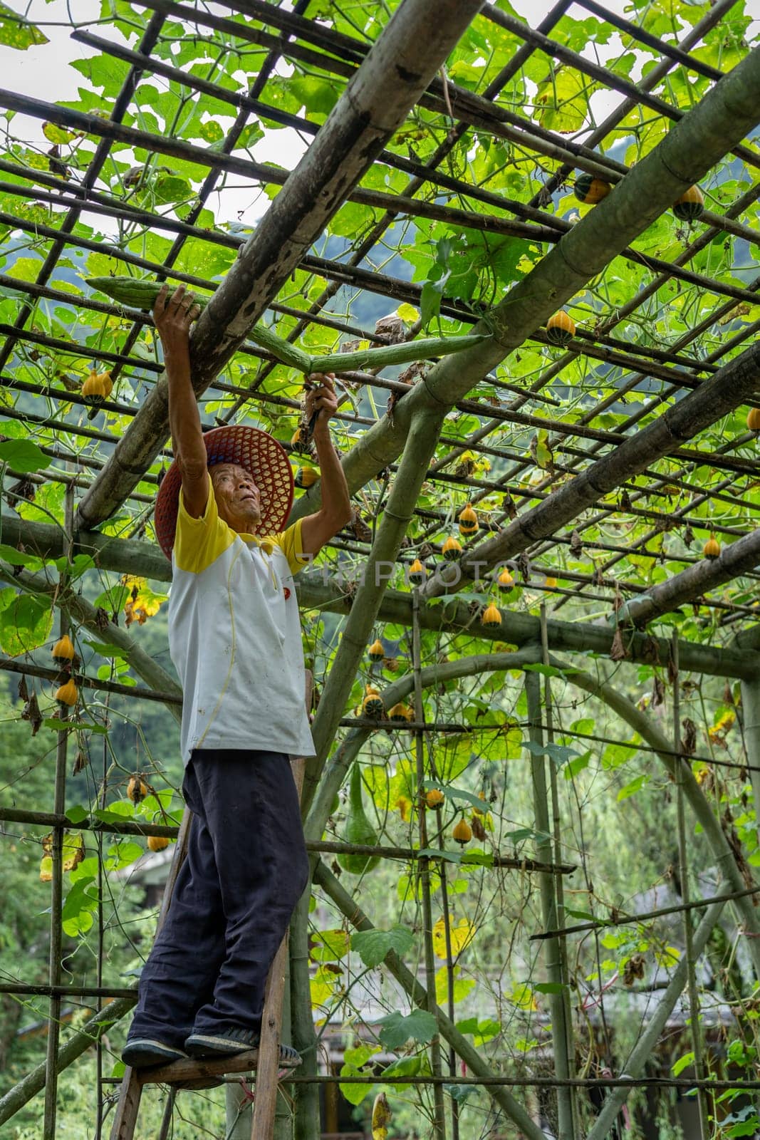 Wullingyuan, China -  August 2019 : Chinese old man collecting Luffa gourd vegetable, also known as Snake Gourd, growing high in agriculture countryside farm