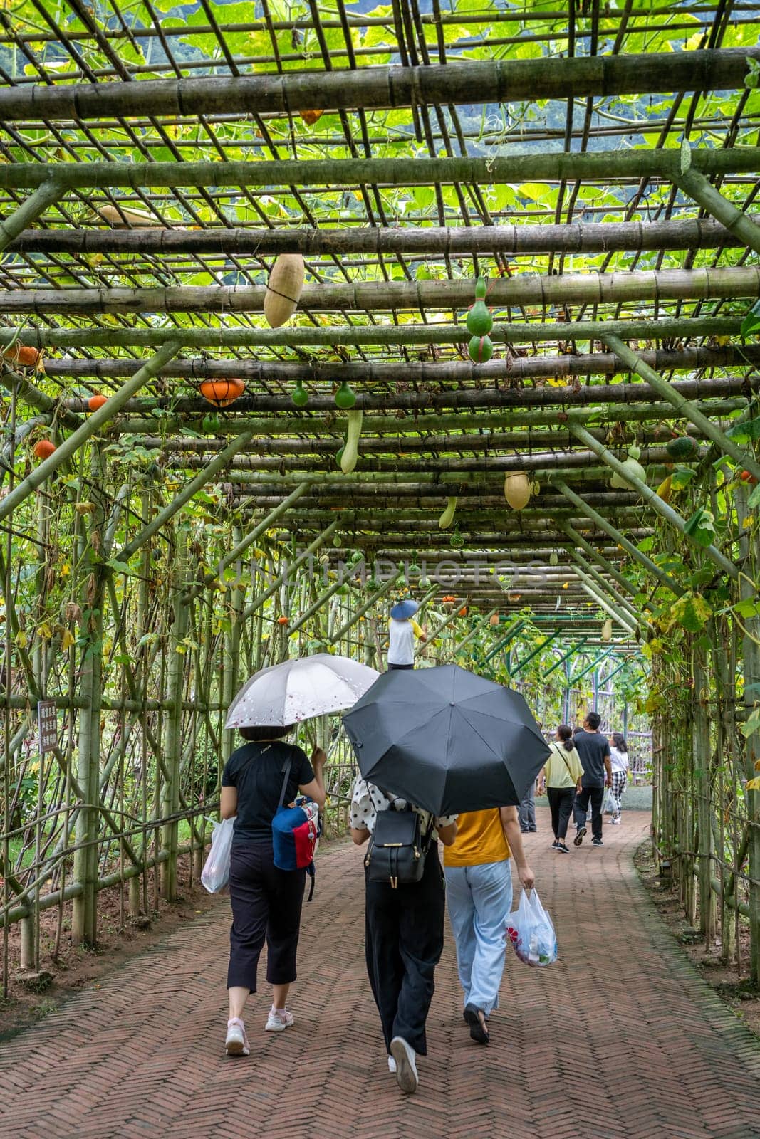 Wullingyuan, China -  August 2019 : People with umbrellas walking on a sidewalk going under the growing Luffa gourd vegetable, also known as Snake Gourd, agriculture countryside farm