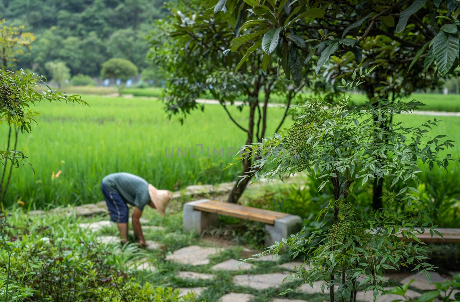 Wullingyuan, China -  August 2019 : Chinese man working on the path clearing weeds with ricefield in the background, Huanglong Yellow Dragon Cave scenic area, Hunan Province