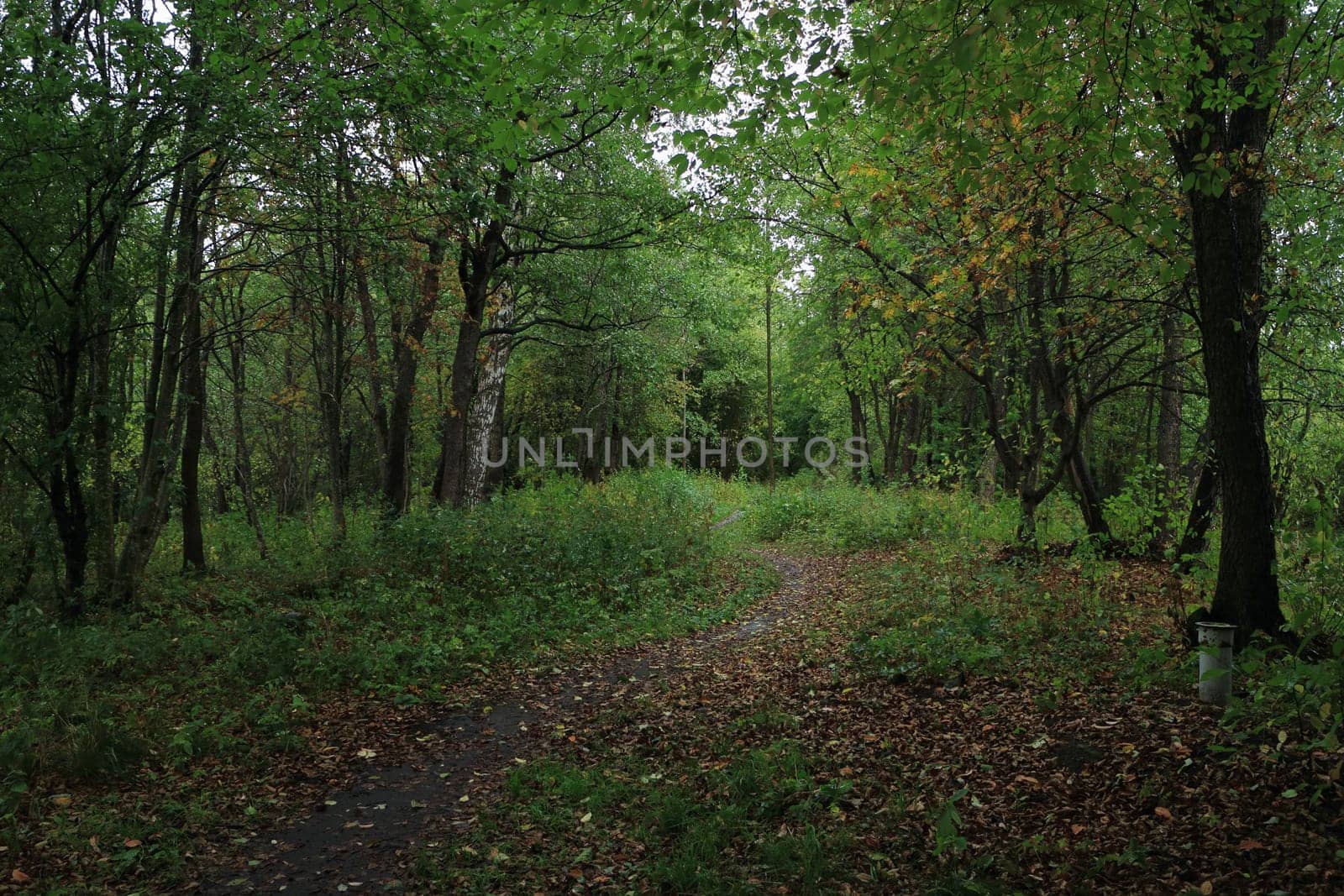 footpath in the forest, cloudy autumn day