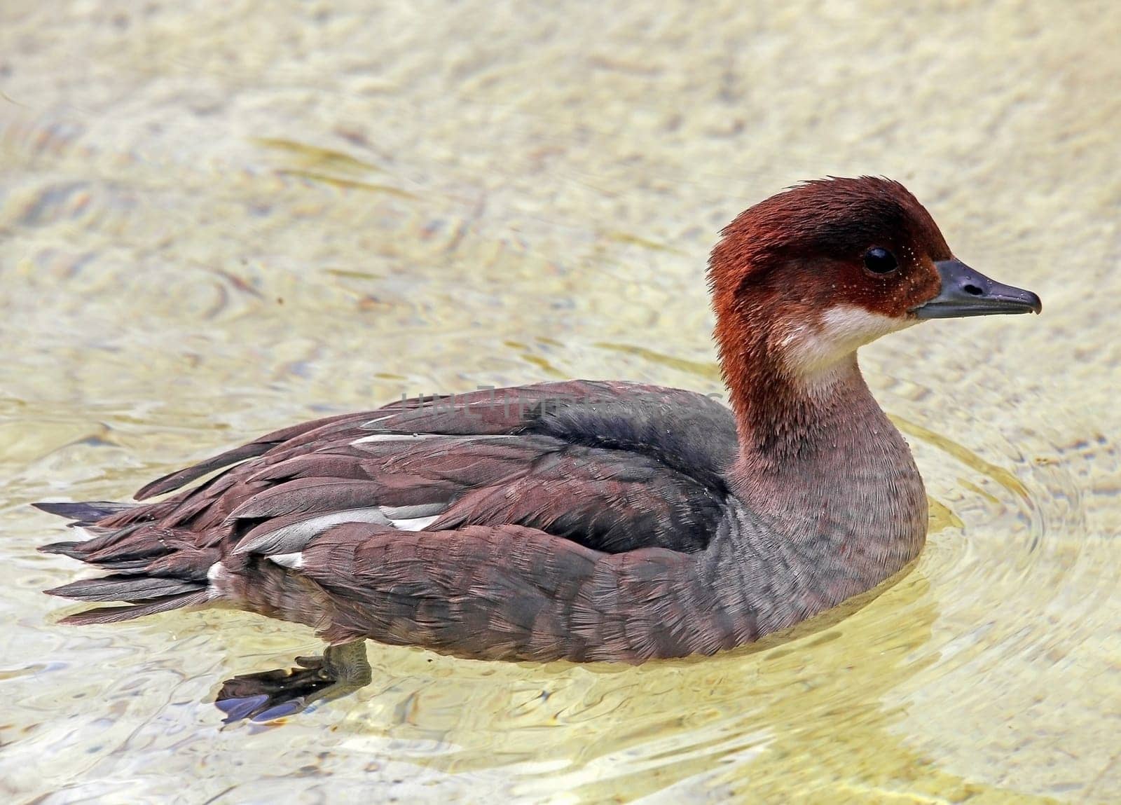 Dwarf sawtooth Mergellus albellus