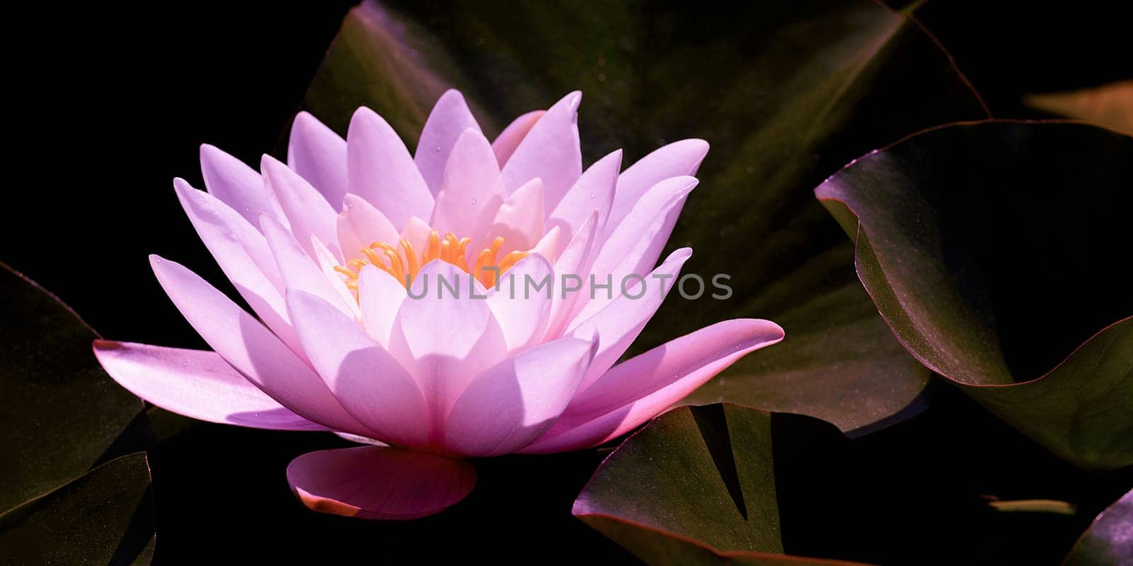 Magic pink water lily flower glowing in romantic moonlight on dark night background