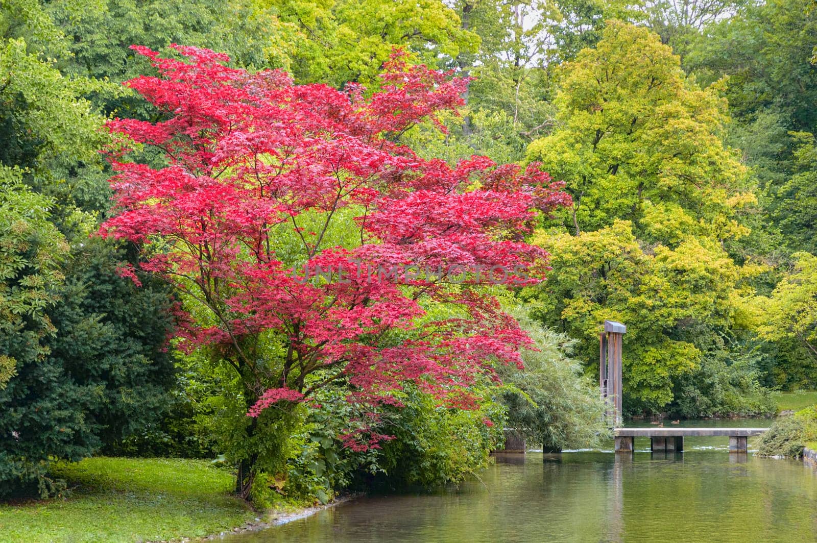 Tree with red colored foliage growing on shore of creek with wooden bridge in autumn park