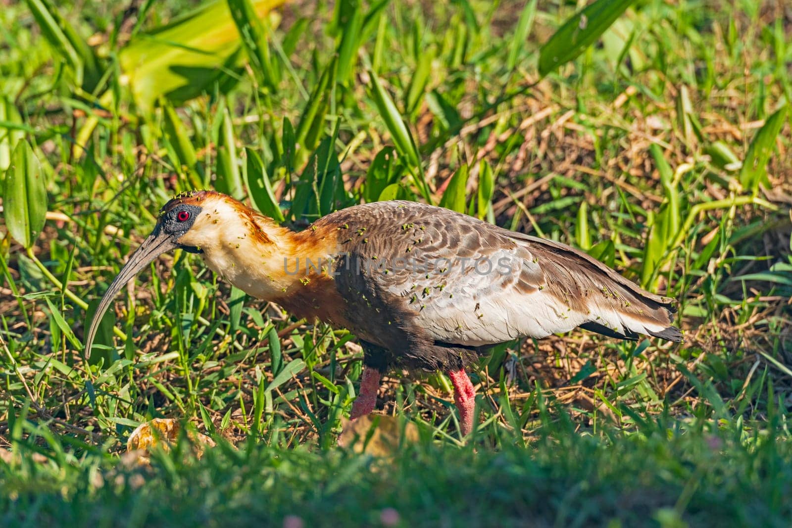 A Buff Necked Ibis Covered in seeds in a wetland in the Pantanal in Brazil