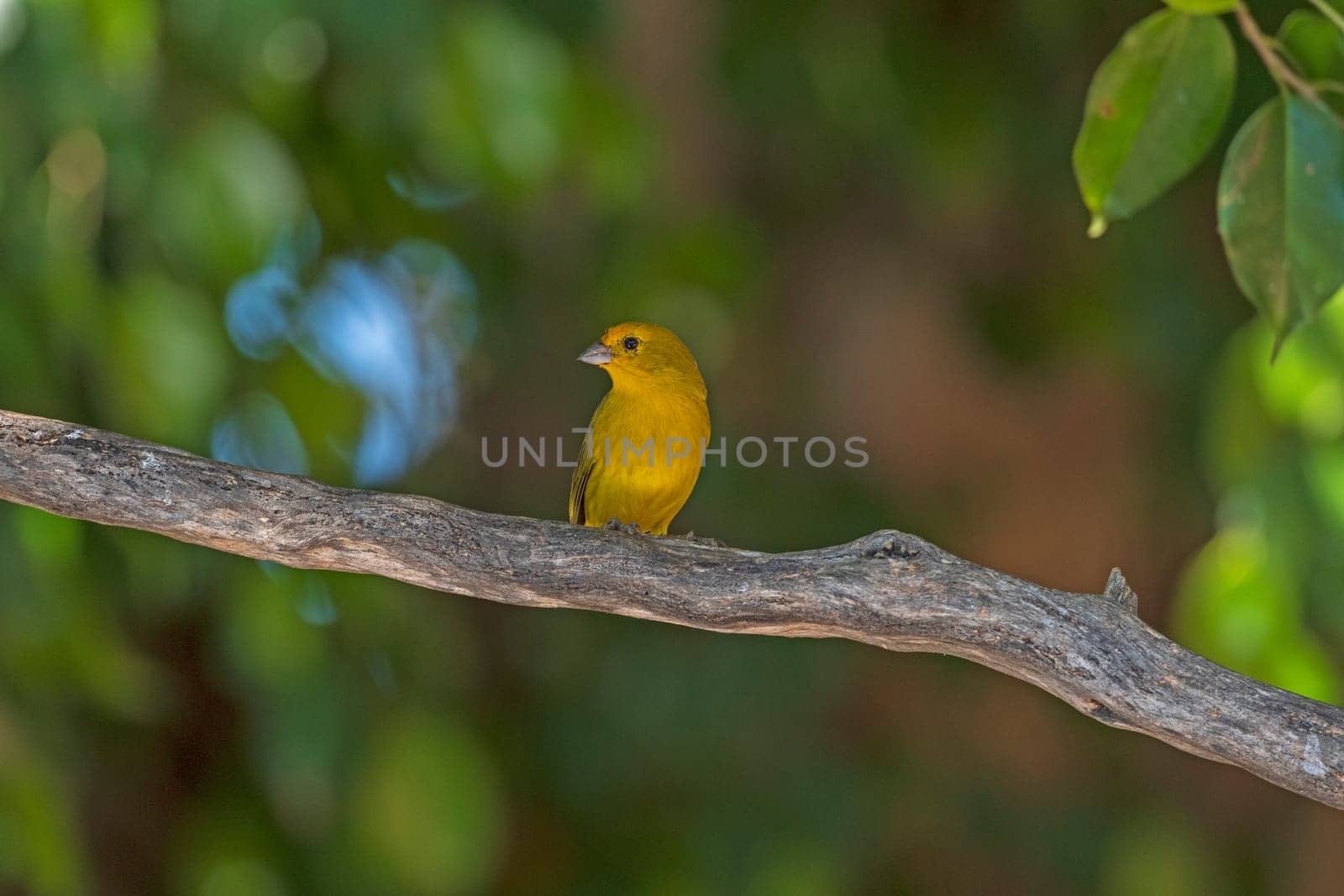 A Saffron Finch in a Tropical Tree in the Pantanal in Brazil