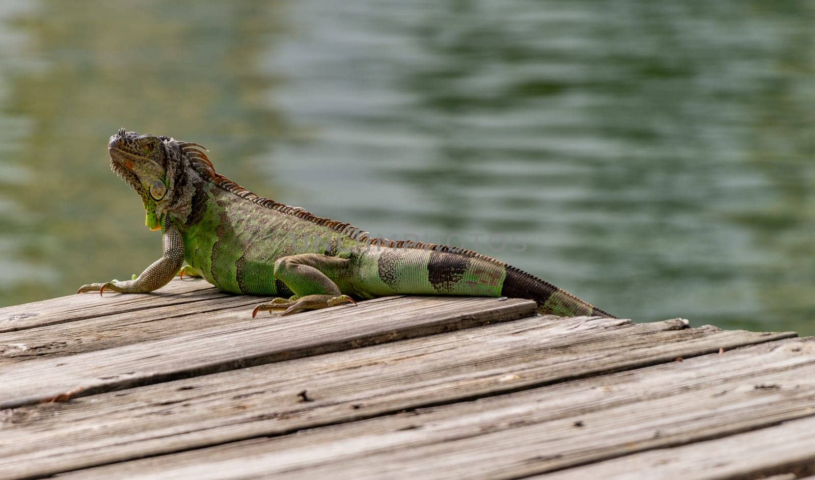 An iguana sunbathing at Miami, Florida