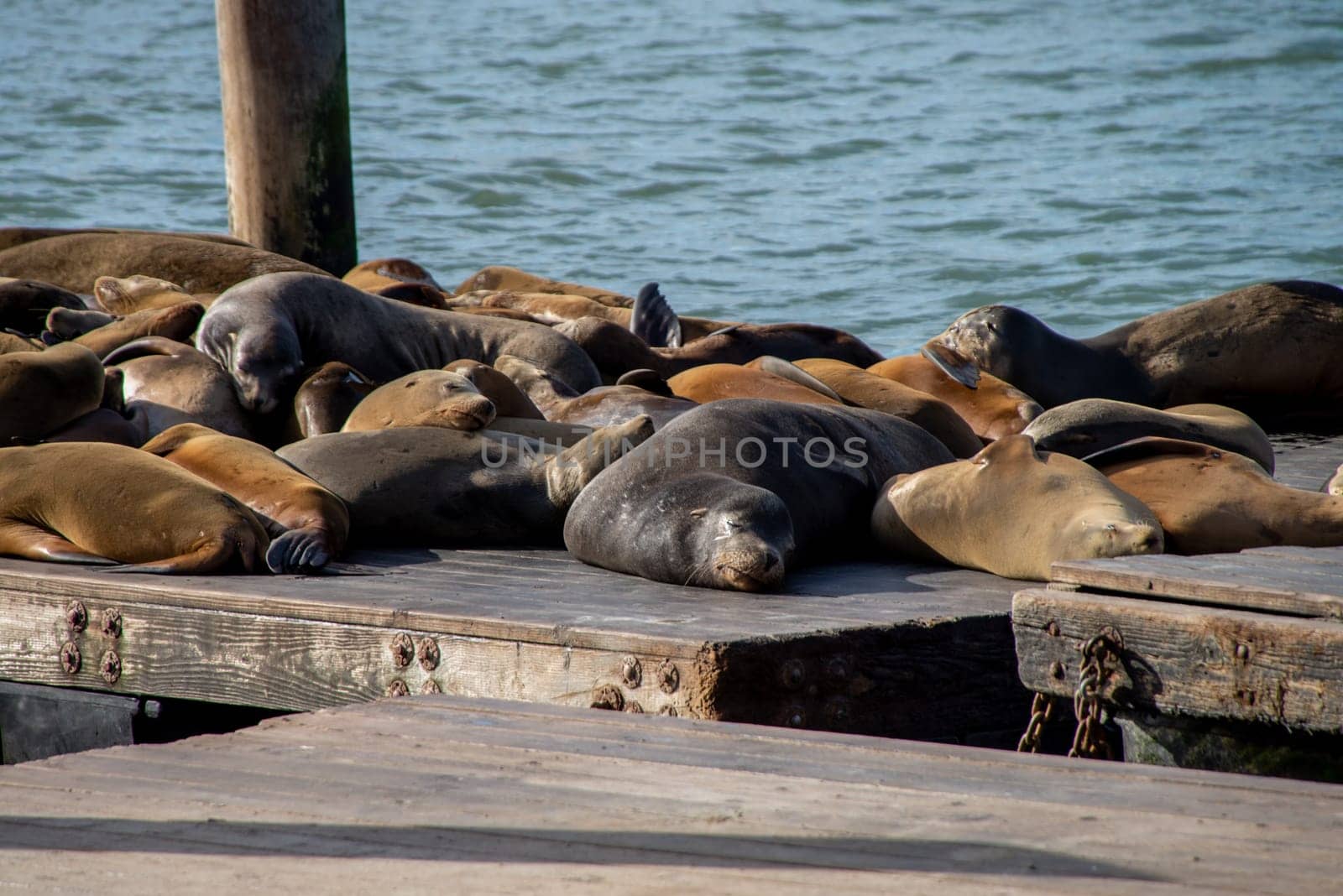 Many sea lions on Pier 39 in San Francisco, California, USA. Symbol of american city and tourist attraction. On rainy day with fog.