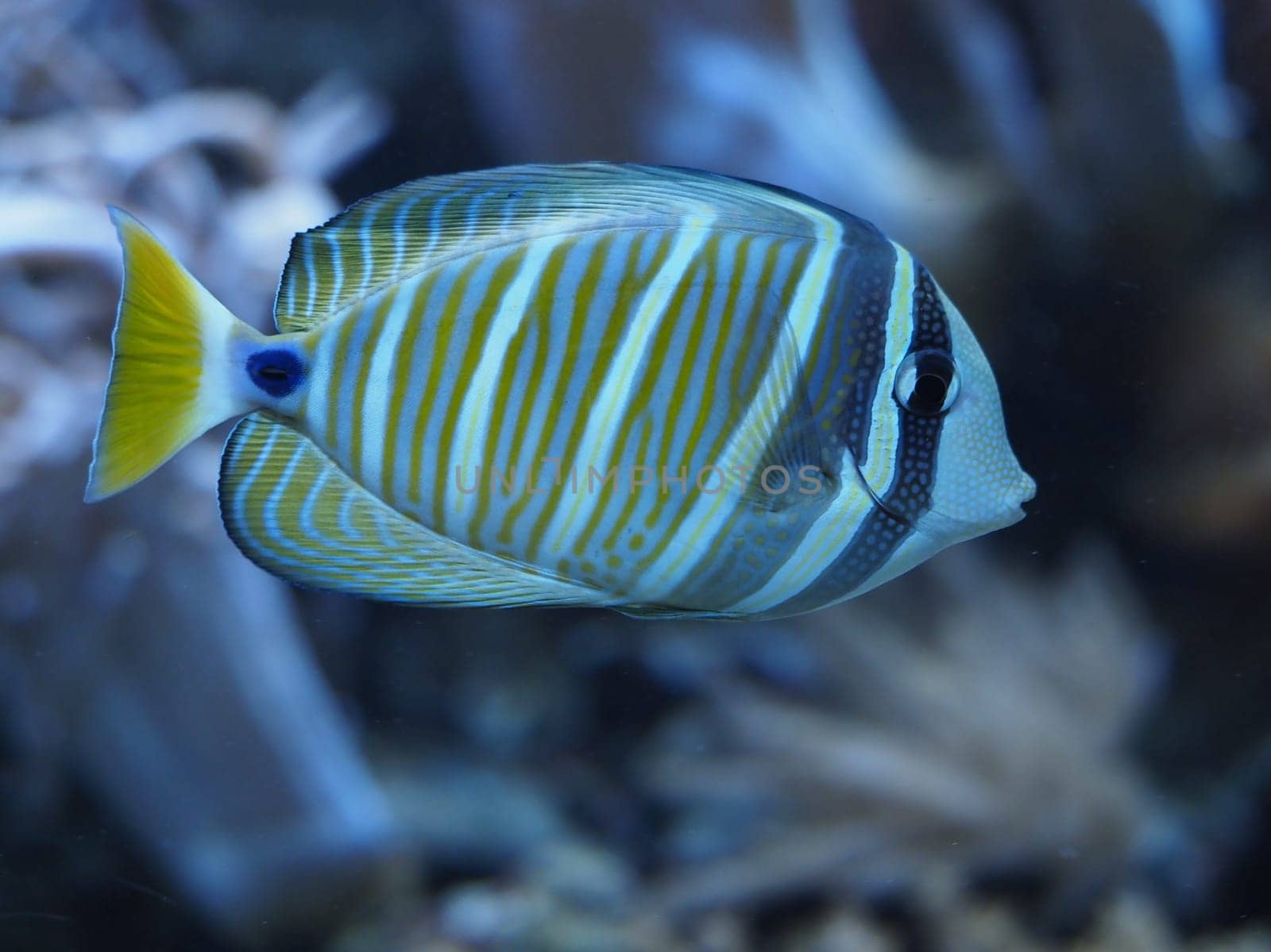 pacific sailfin doctor fish