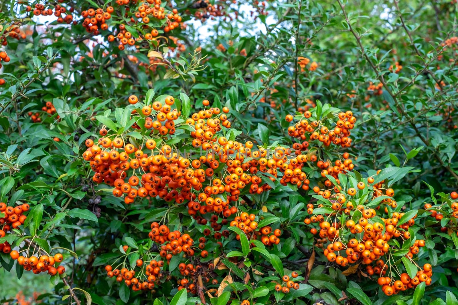 Rowan tree with berries on summer