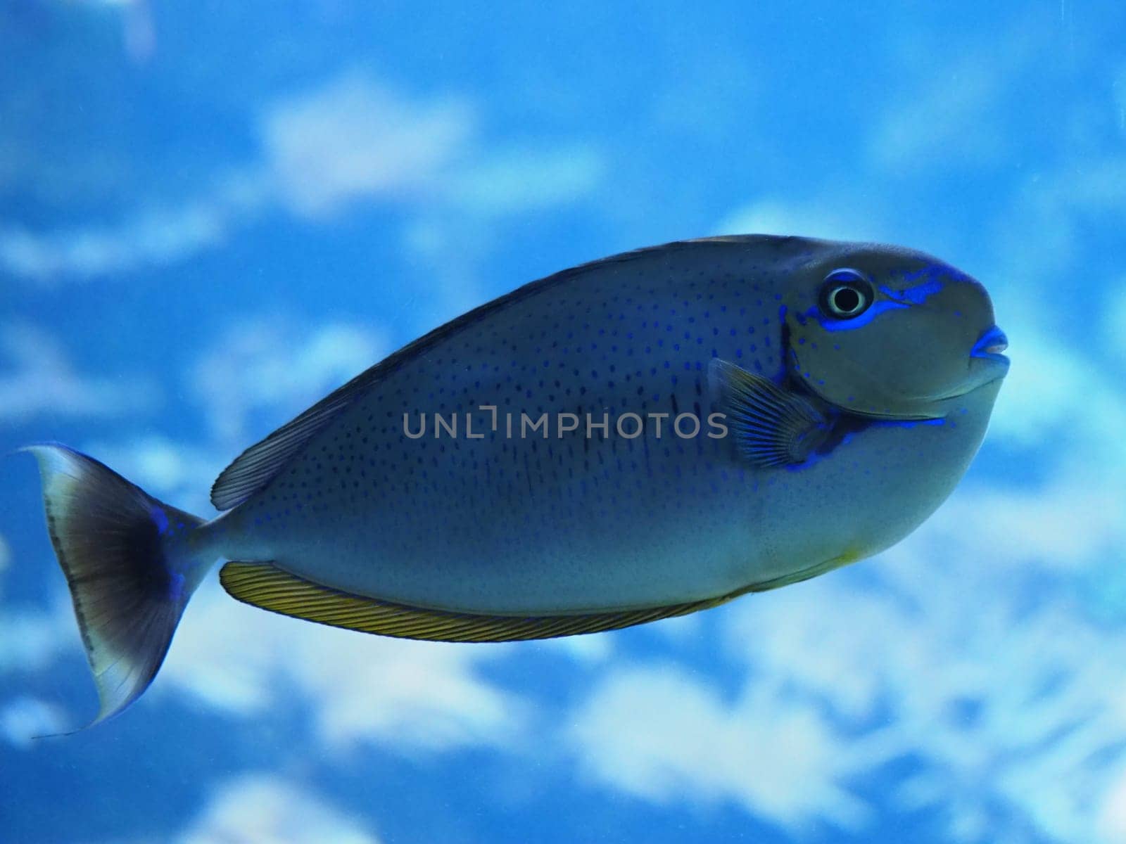 Mask noses doctor fishy