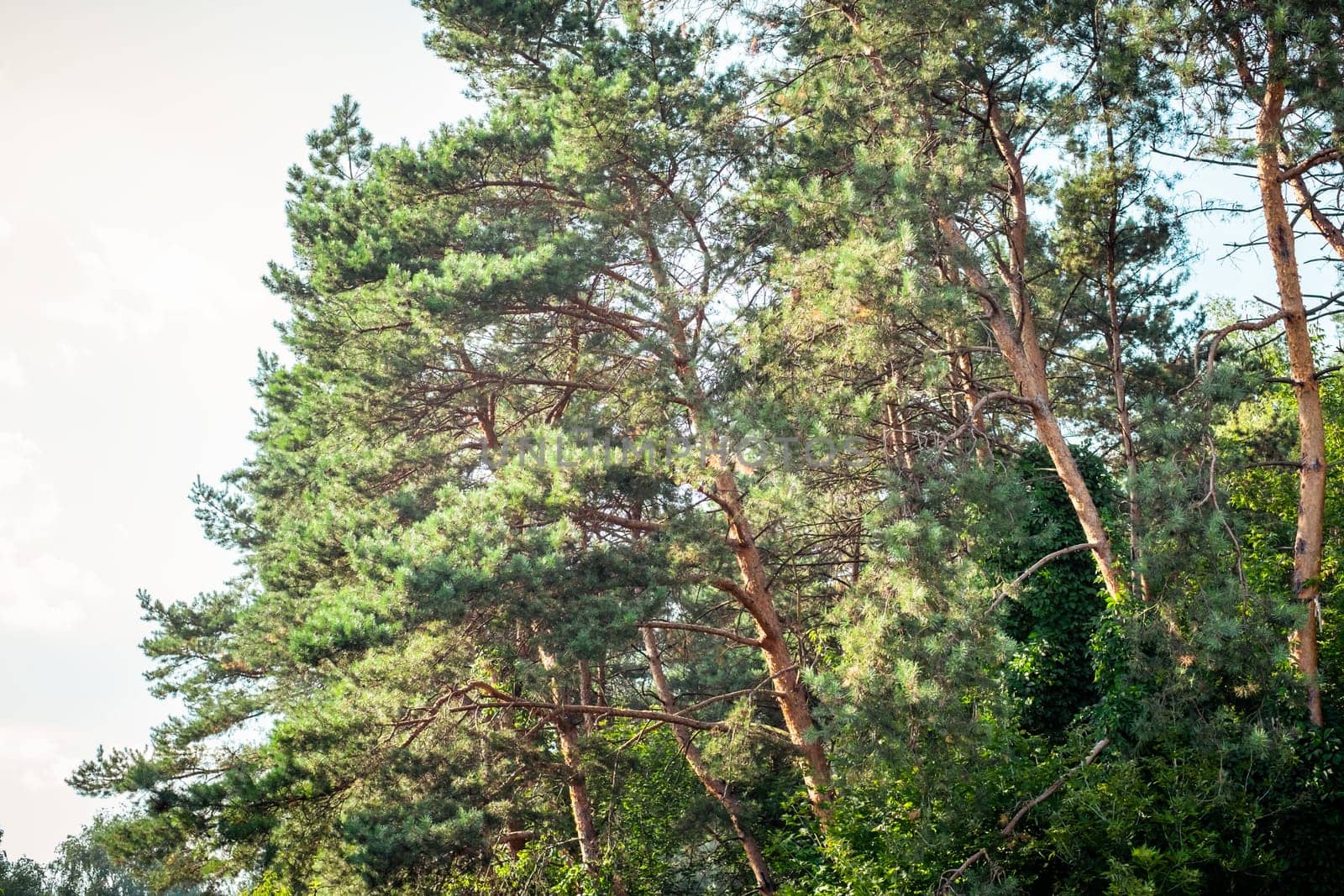 Stone pines in the park on summer day
