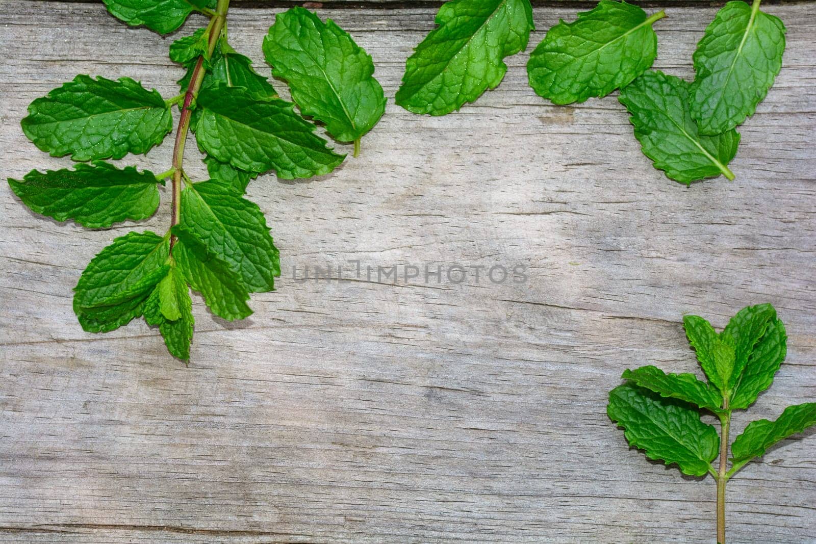 Some freshgreen  peppermint leaves on bright old wood with copy space