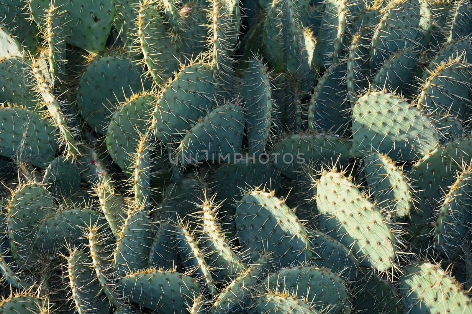 Many green big  cactuses in the sunlight