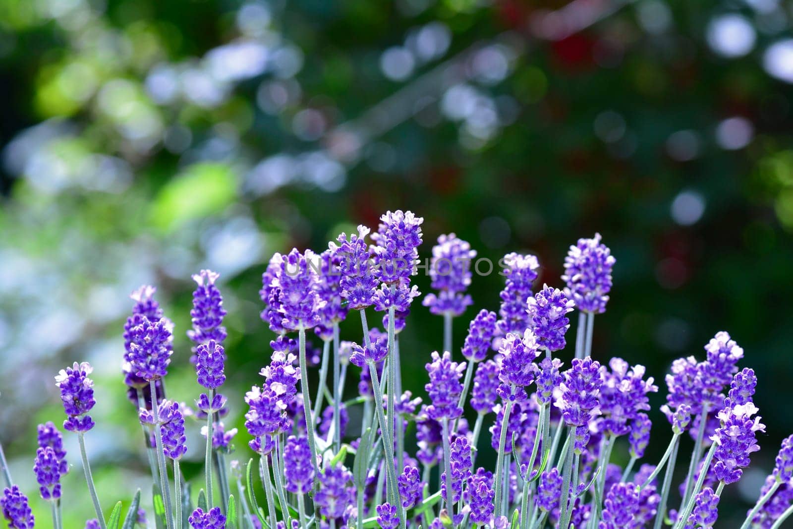Lavenders  -  blossoms  in the garden , with bokeh and copy space