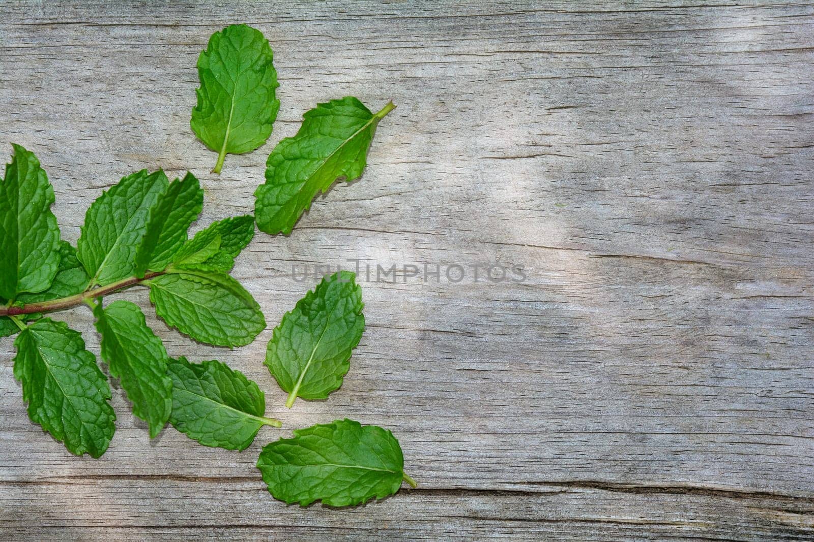 Fresh peppermint leaves on bright old wood , on the left side, with copy space