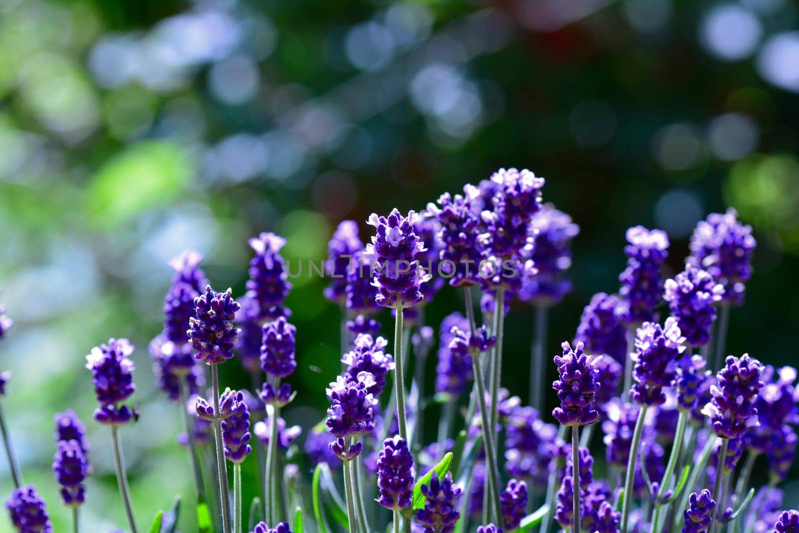 Colorful Lavenders  -  blossoms  in the garden , with bokeh and copy space