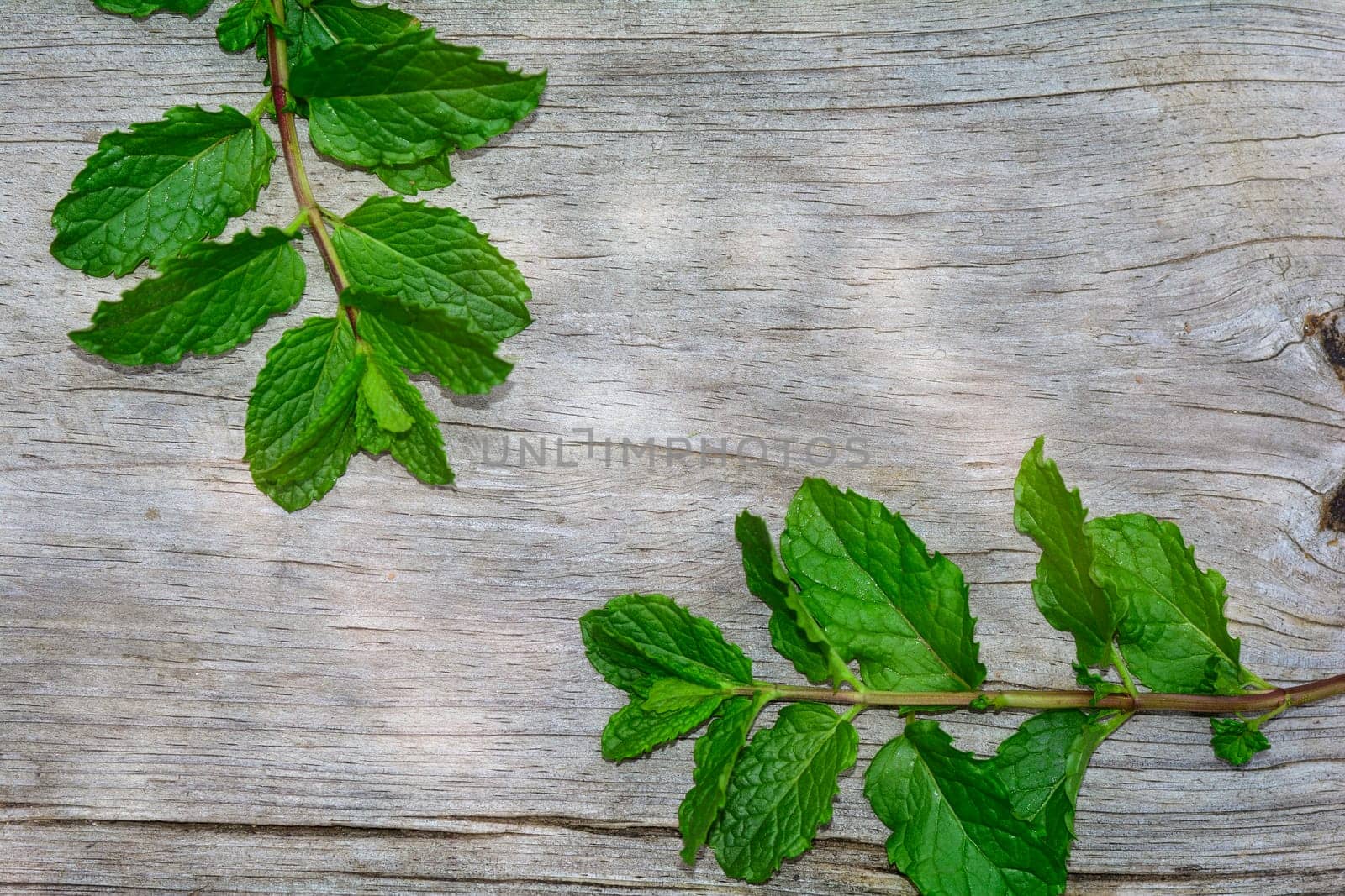 Two fresh green peppermint leaves on bright old wood with copy space
