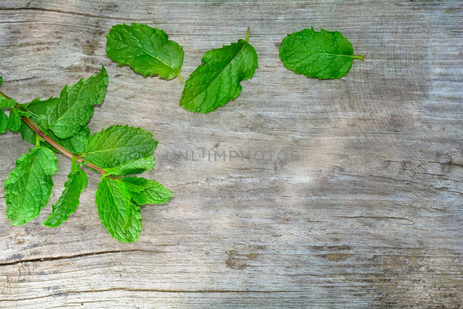Fresh green peppermint leaves on bright old wood with copy space