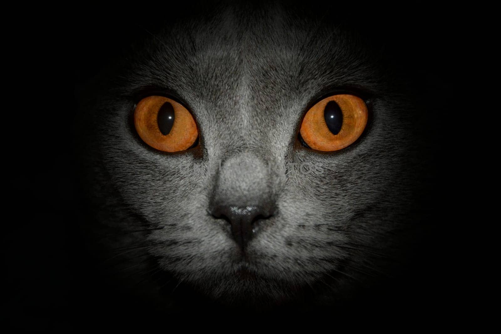 Amber eyes of a Carthusian cat, close-up with dark outline
