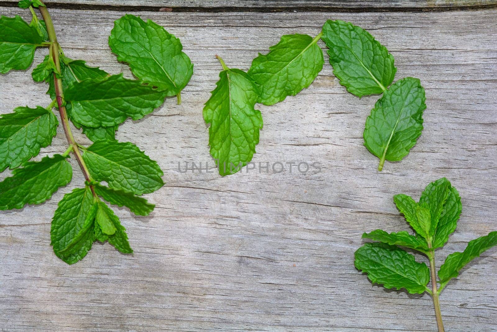 Many fresh green peppermint leaves on bright old wood with copy space