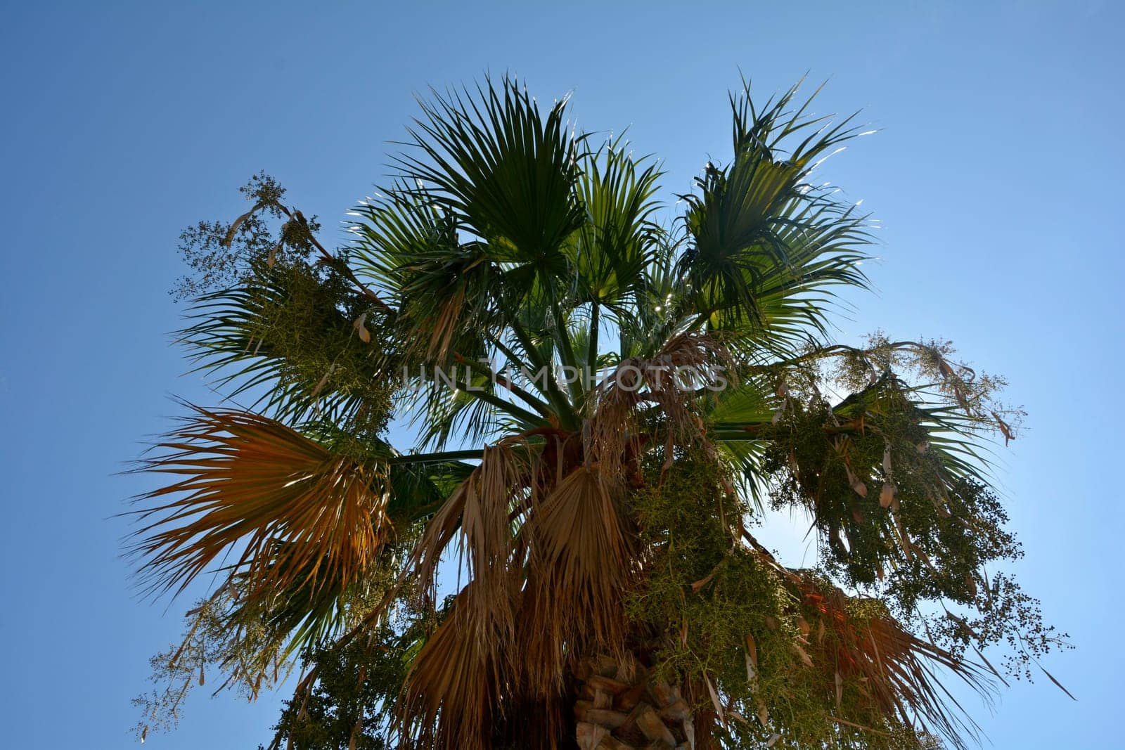 One palm tree in detail,  in southern France with blue sky