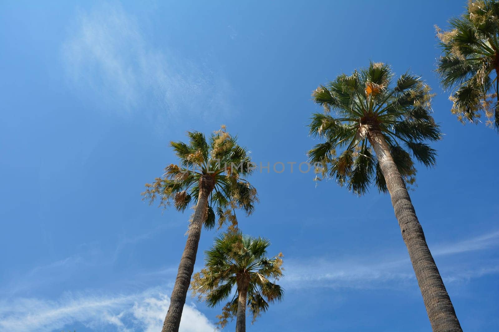 Some palm trees in southern France with many  blue sky and copy space