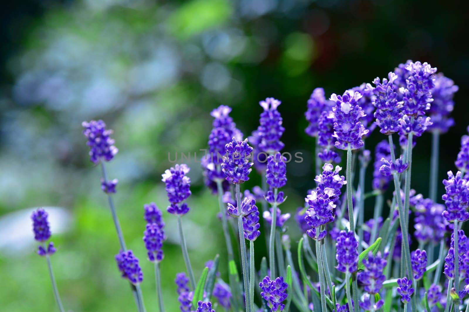 Many Lavenders  -  blossoms  in the garden , with bokeh and copy space