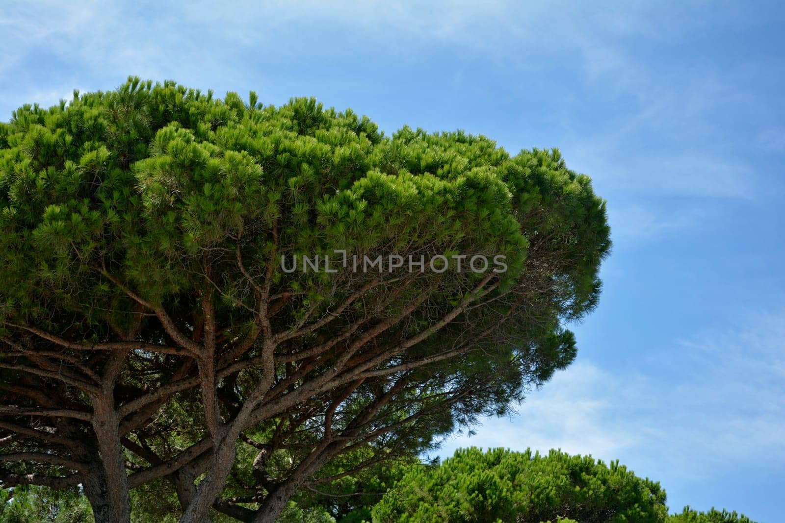 Part of a pine   (  Pinus pinea  )  with blue sky on the Côte d'Azur, France