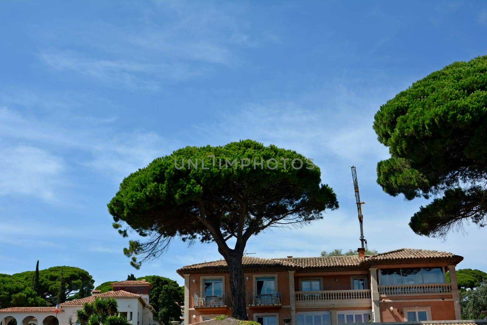 Pine trees   (  Pinus pinea  )  with houses and crane and blue sky on the Côte d'Azur, Sainte-Maxime, France. With many copy space