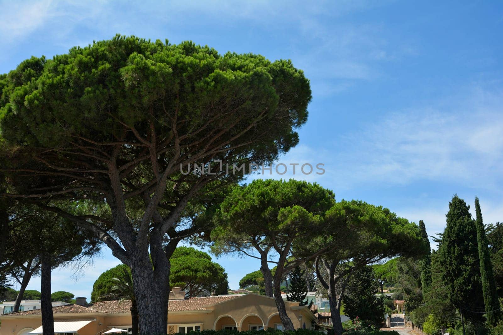 Pine trees   (  Pinus pinea  )  with houses and blue sky on the Côte d'Azur, Sainte-Maxime, France