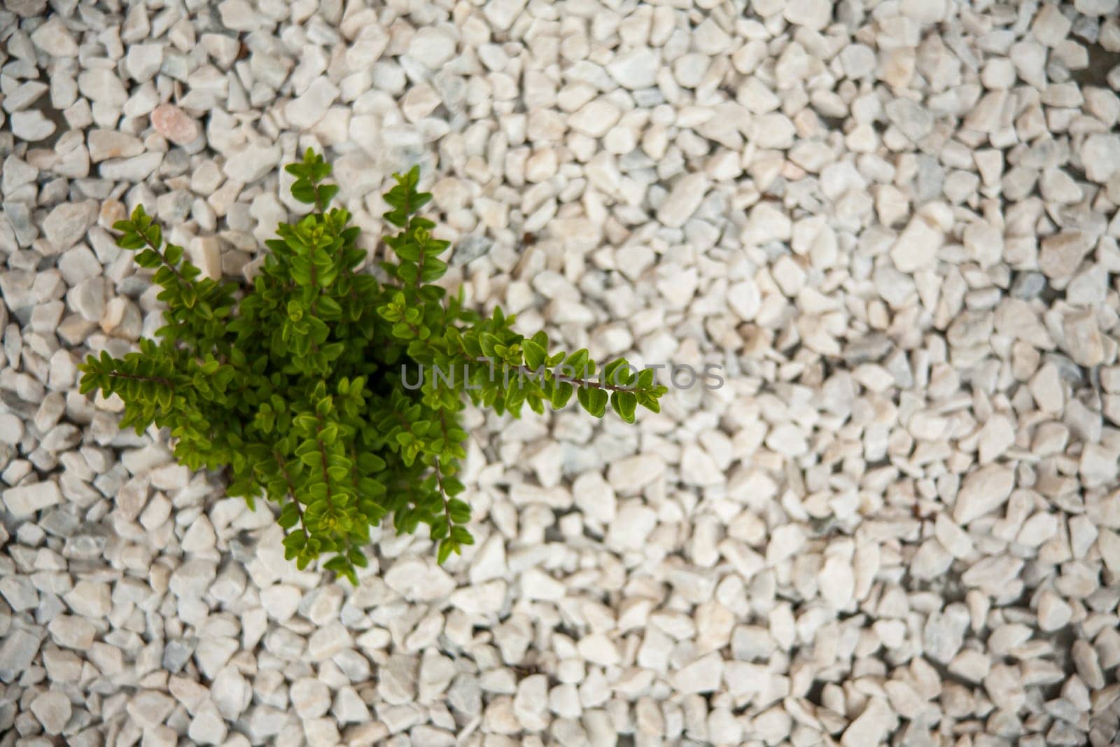 Small green bush on the white stones. Photo tooken up to down.