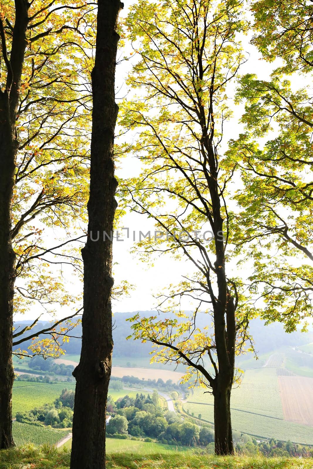 Vineyards near Castell in Lower Franconia