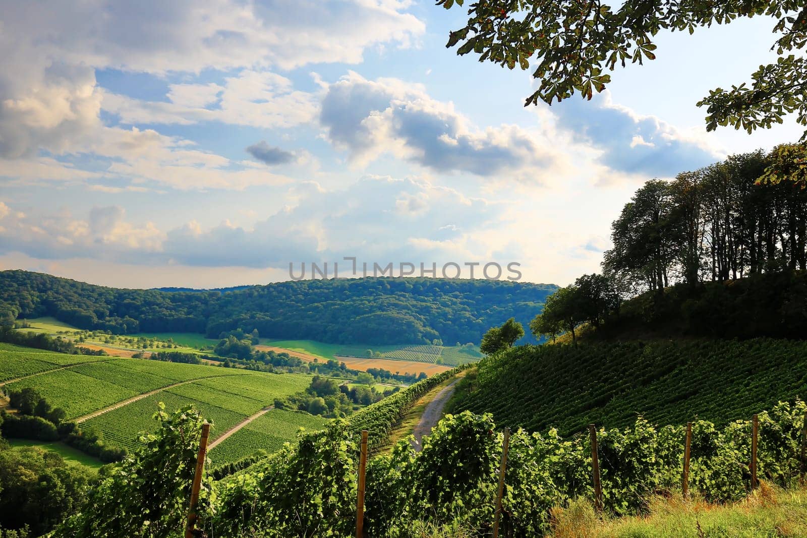 Vineyards near Castell in Lower Franconia