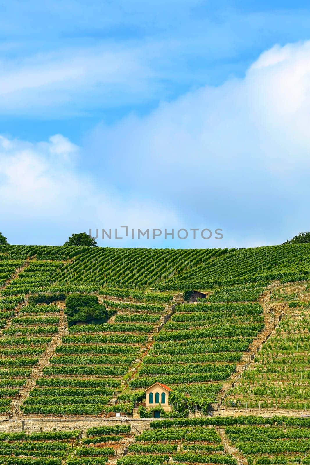 Mundelsheim am Neckar a wine region near Stuttgart