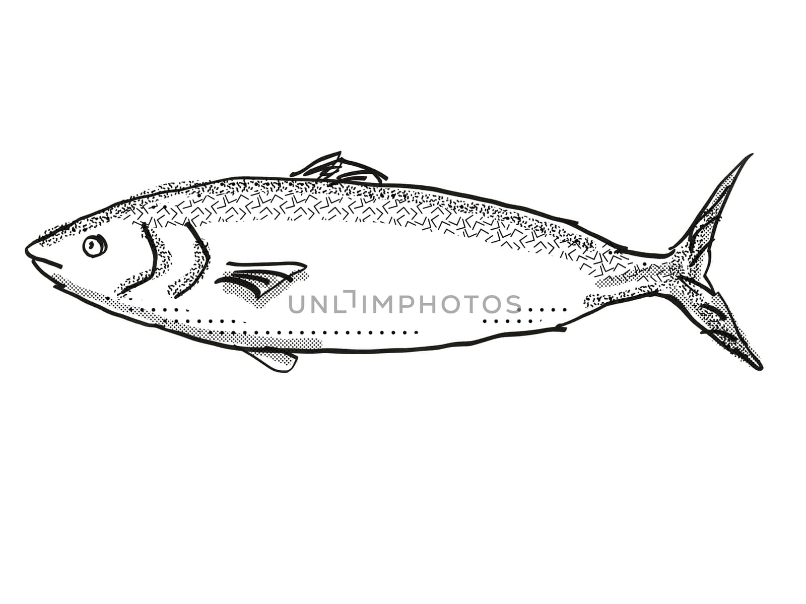 Retro cartoon style drawing of a kahawai , a native New Zealand marine life species viewed from side on isolated white background done in black and white