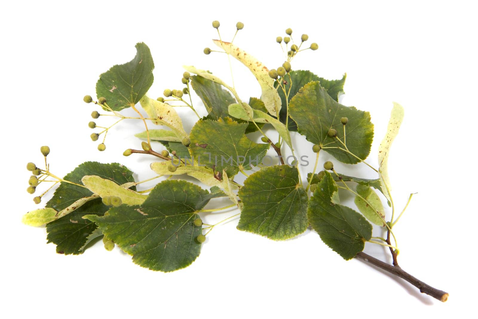 Linden branch with flowers on white background
