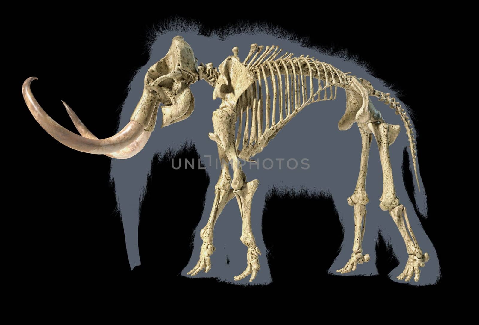 Woolly mammoth skeleton, realistic 3d illustration, viewed from a side. On black background with body grey silhouette.