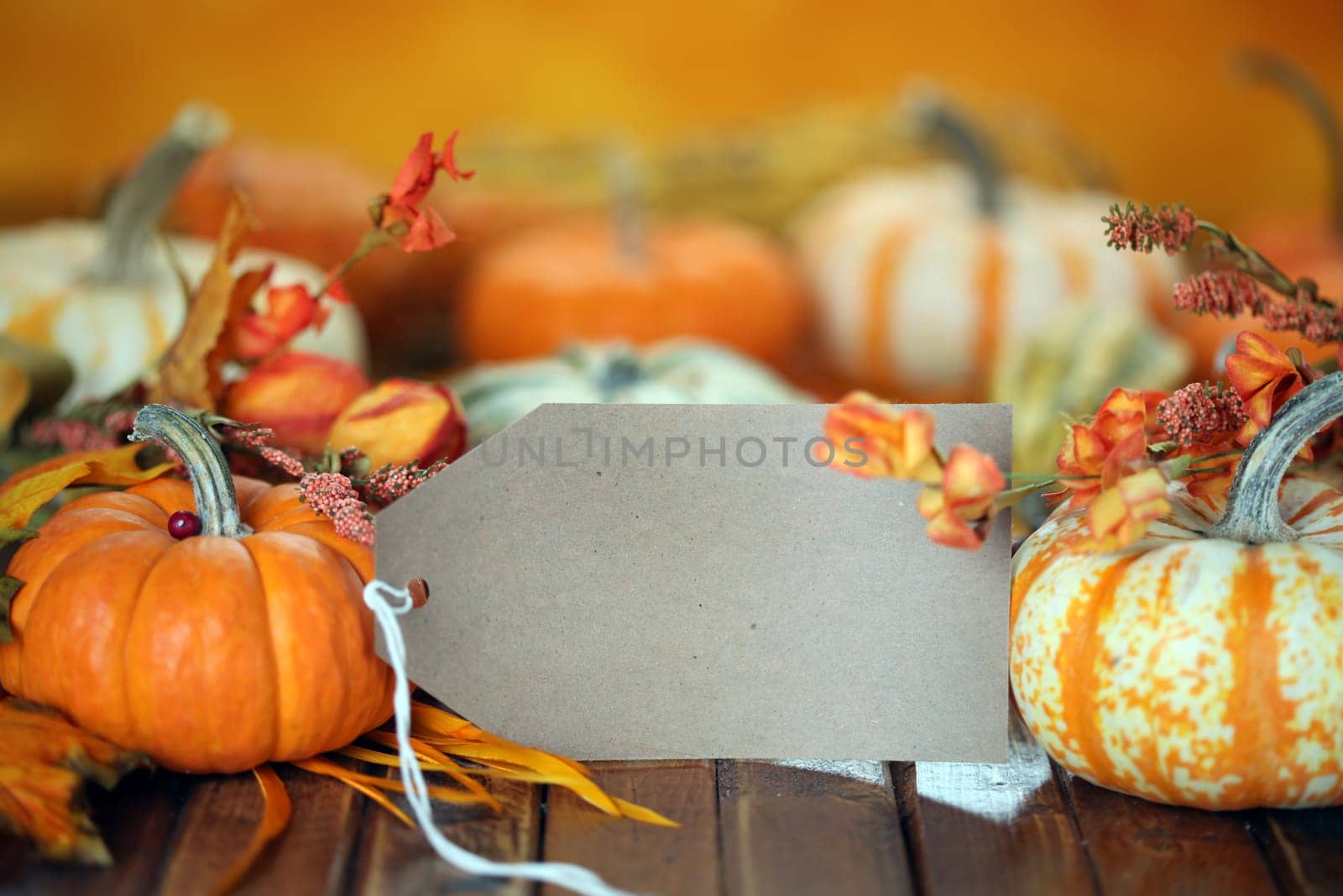 Autumn pumpkins with sale tag background